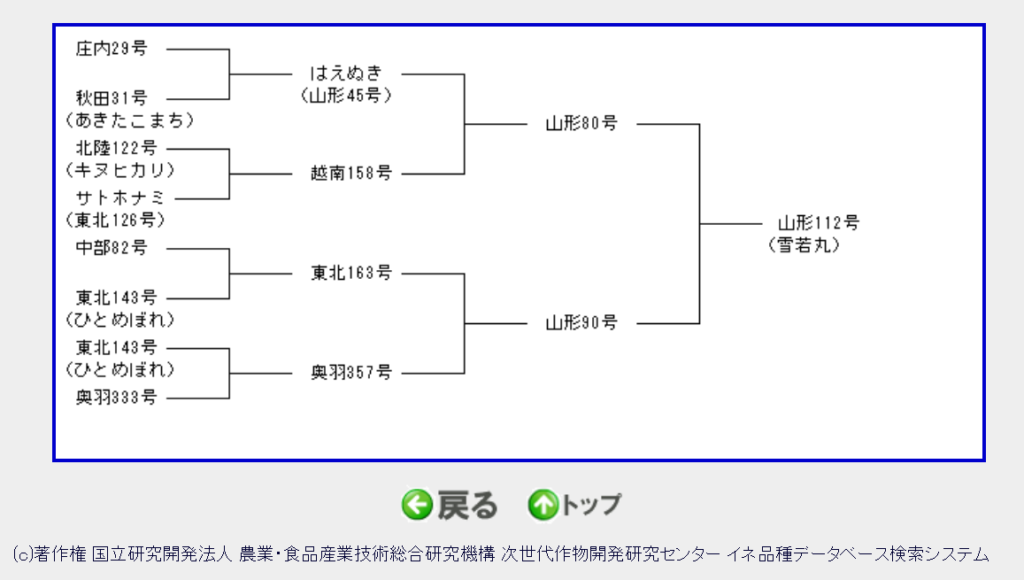 「雪若丸」の品種系統