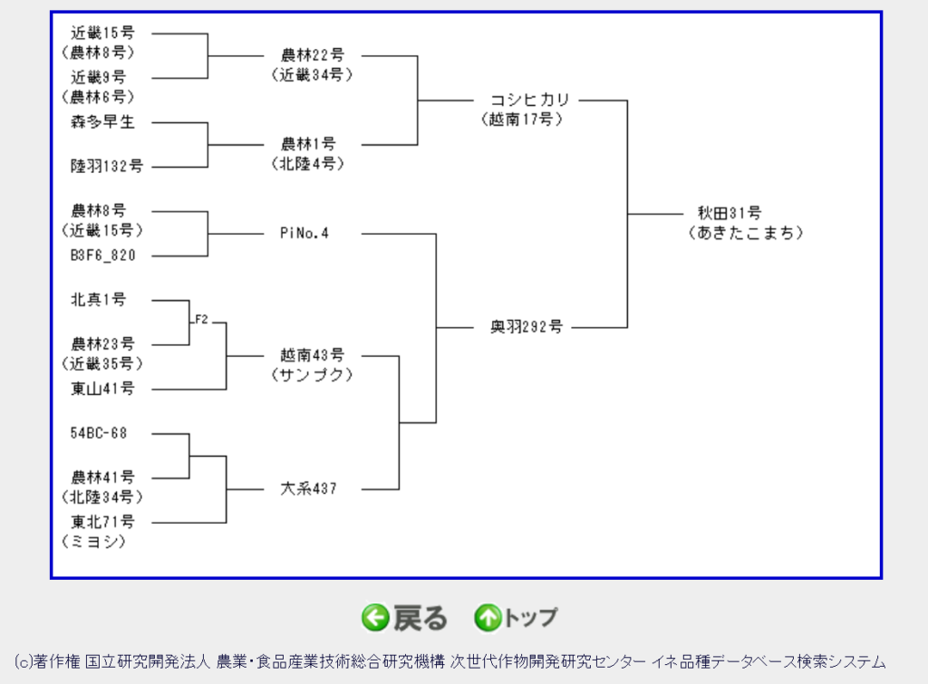 "Akitakomachi" variety lineage