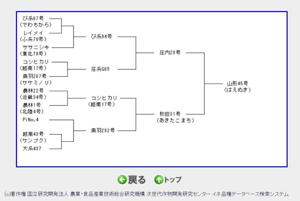 はえぬき系統図