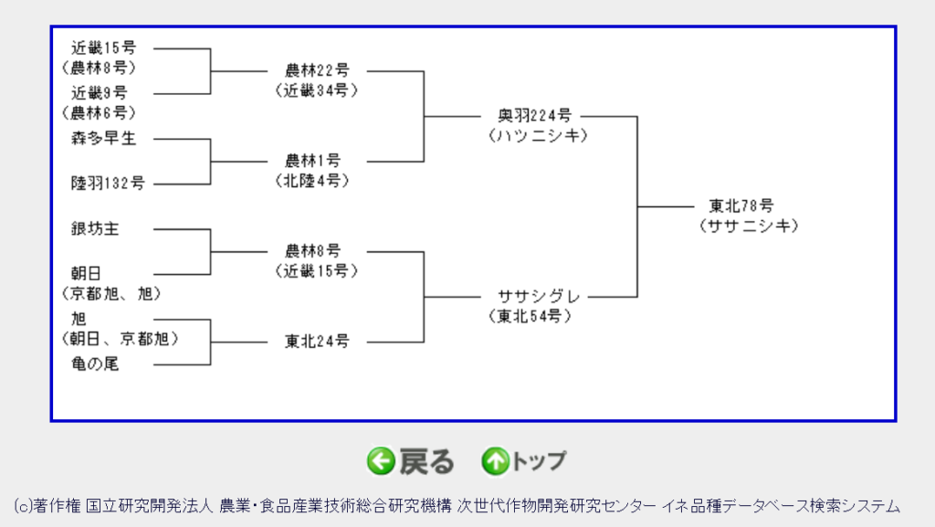 "Sasanishiki" variety lineage