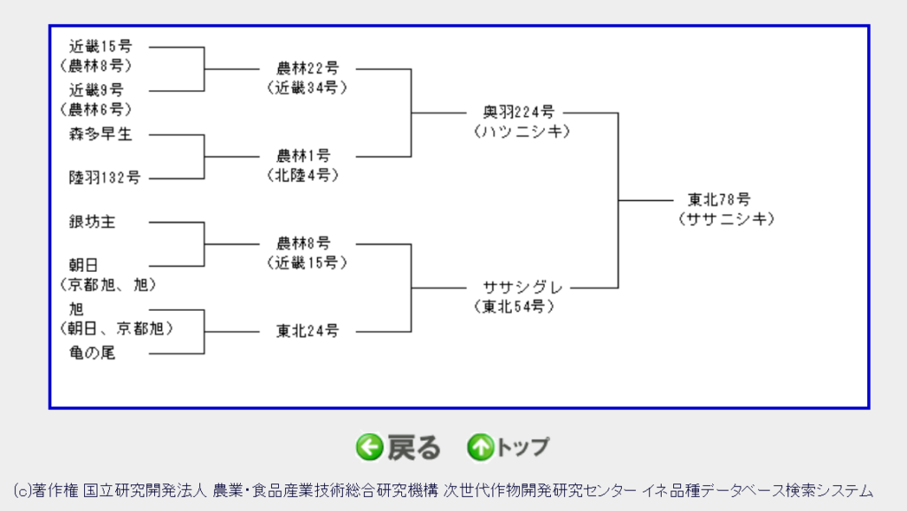 ササニシキ系統図