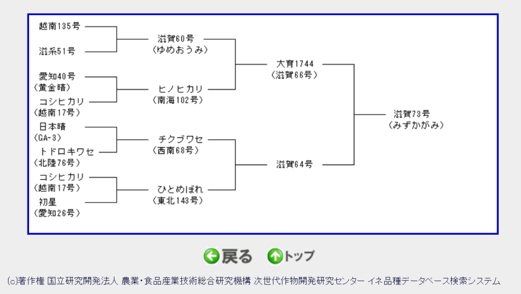 みずかがみ系統図