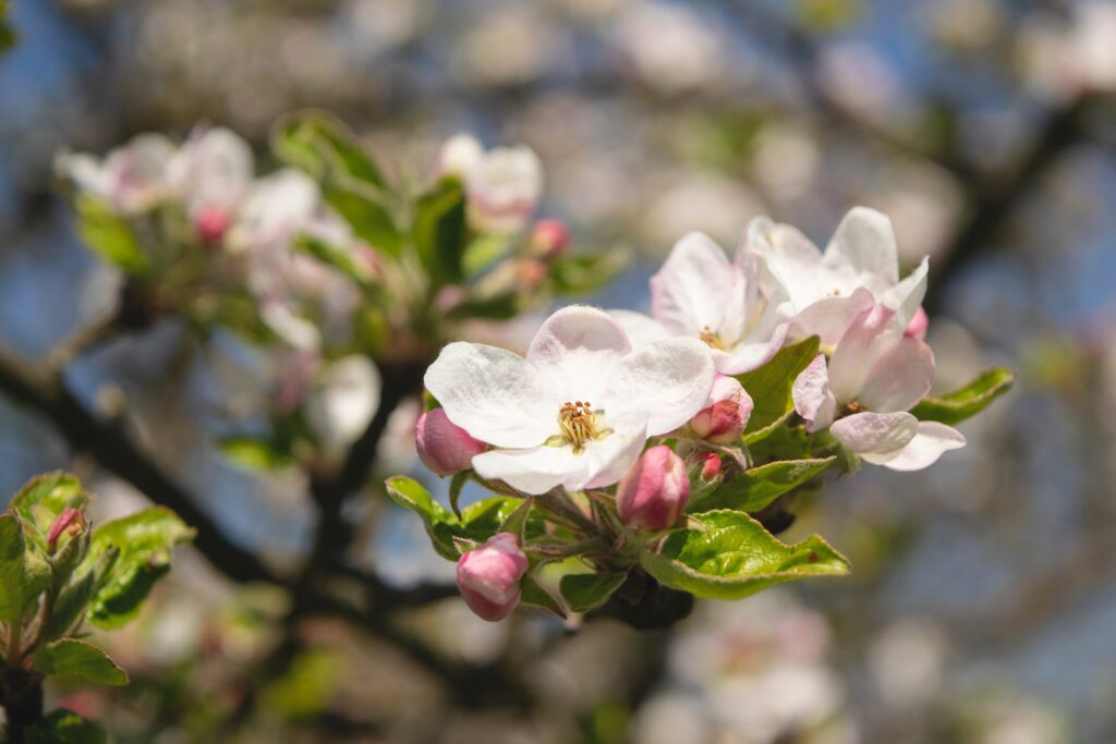 apple blossoms